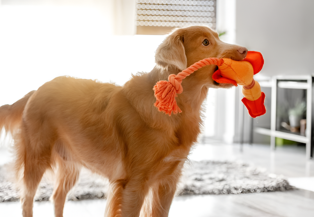 Choosing the Perfect Toys for Your Pet