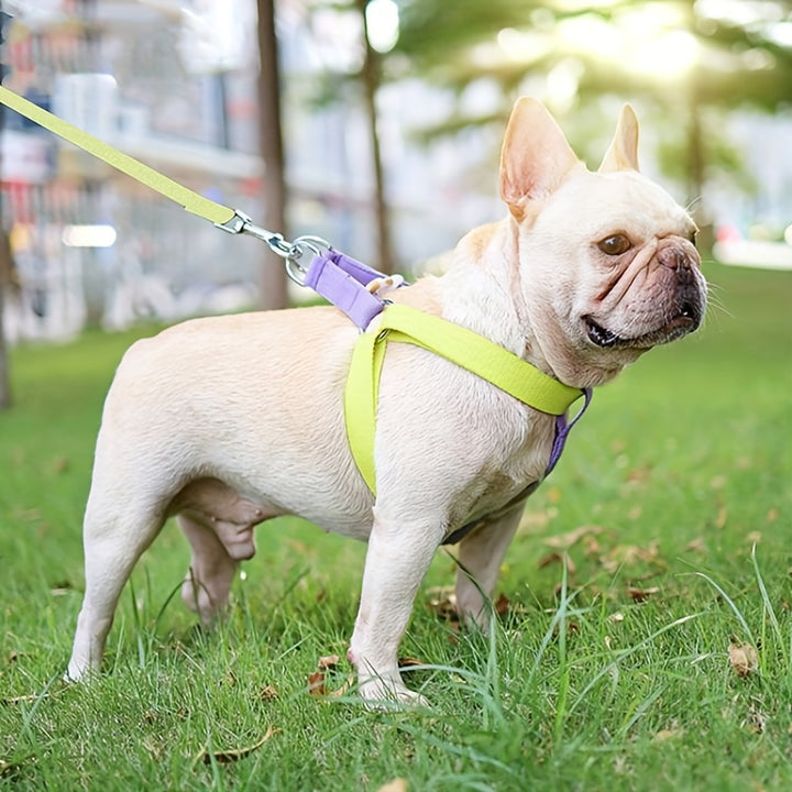 Rainbow Colorblock Pet Harness Leash Set