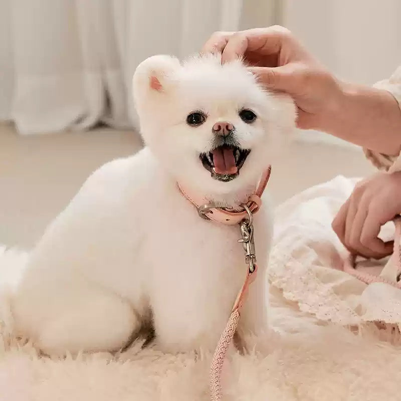 Hand Holding Rope Dog Leash