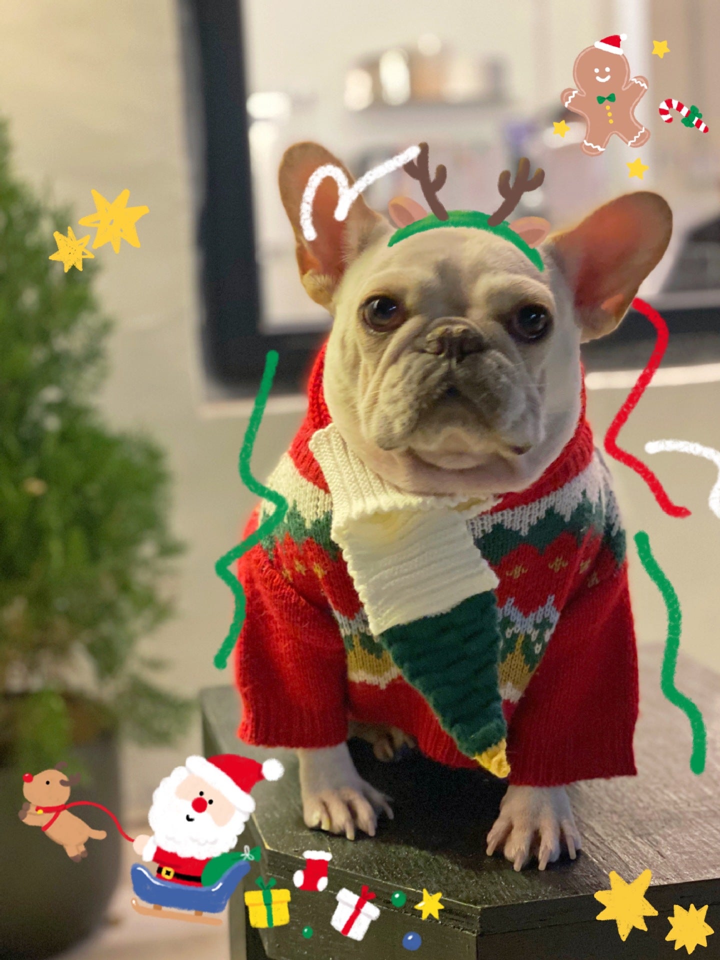Pet Christmas Sweater